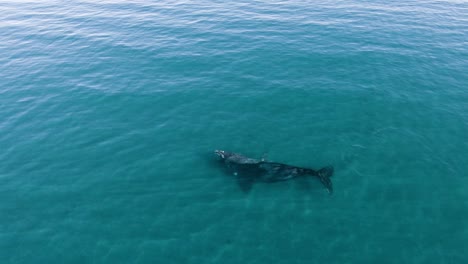 Whales-swimming-in-beautiful-turquoise-waters---Aerial-wide-shot