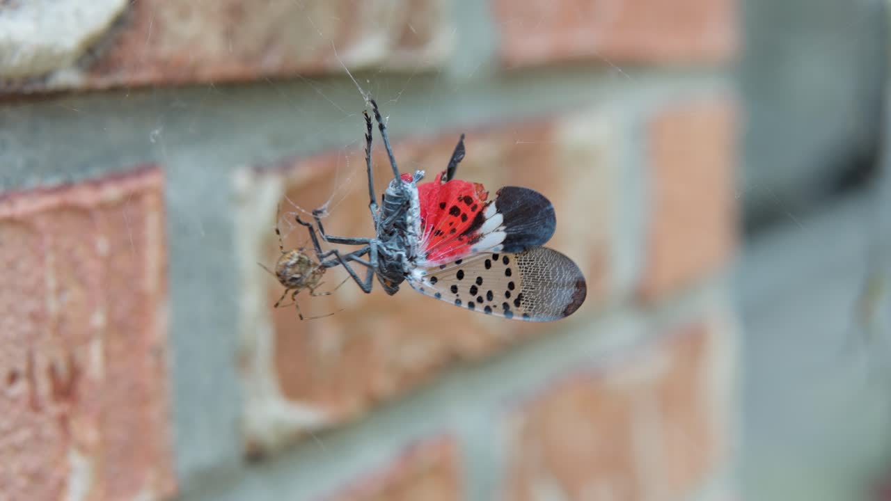 Spotted Lanternfly Planthopper Stuck in Spider's Web by the Brick Wall - Macro