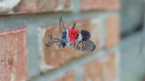 spotted lanternfly planthopper stuck in spider's web by the brick wall - macro