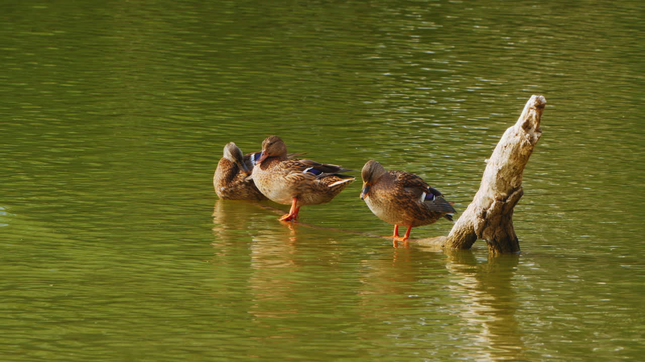 Patos en un tronco en un estanque
