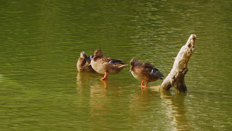 ducks on a log in a pond