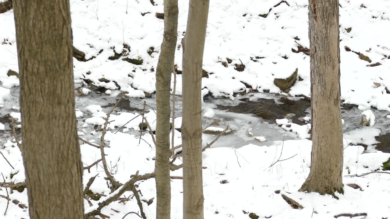 Panning shot of a river, covered with ice, banks of snow, winter forest