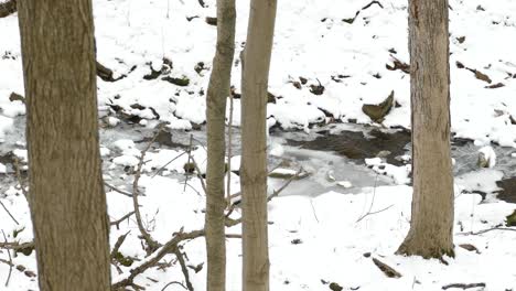 Schwenkaufnahme-Eines-Flusses,-Bedeckt-Mit-Eis,-Schneebänken,-Winterwald