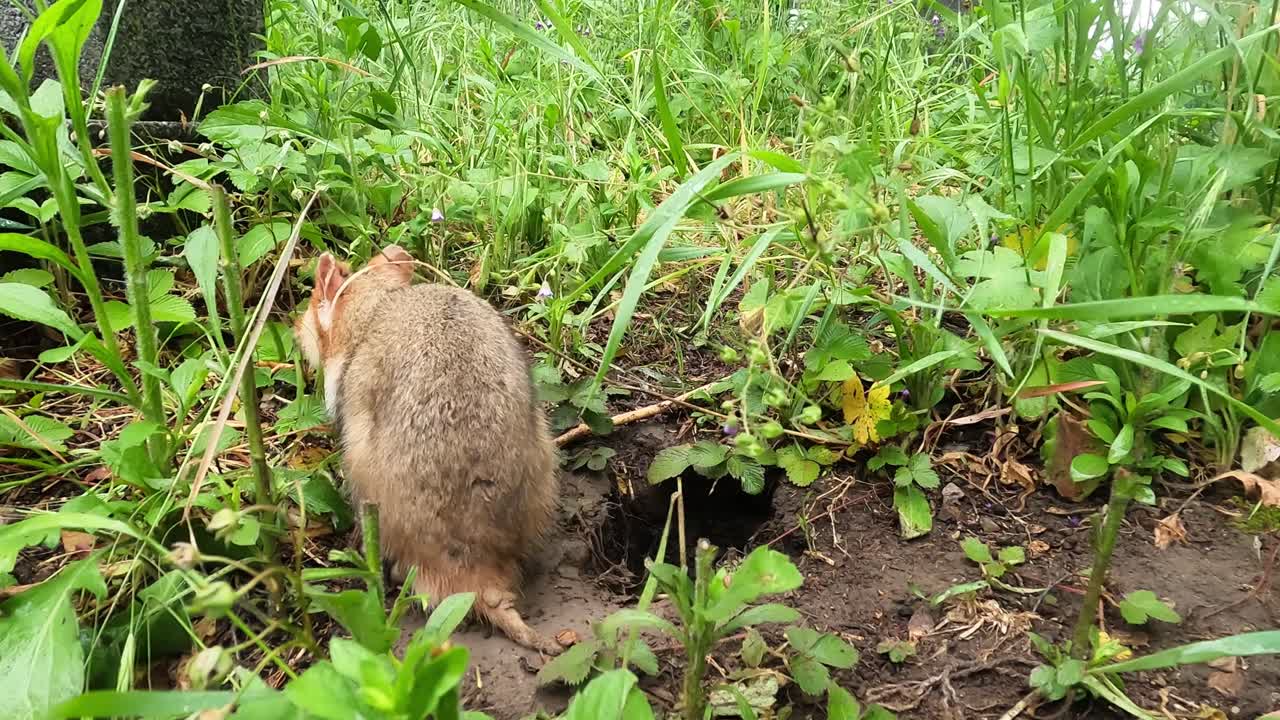 Hamster pops out of burrow hole and explores the muddy grass, sniffing plants and soil before walking away and leaving the frame in a natural outdoor habitat