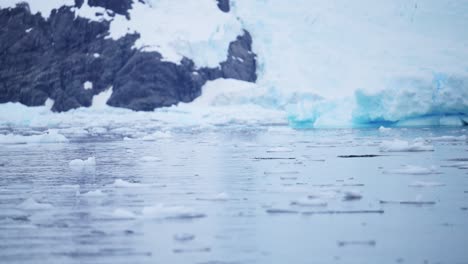 南極海で水から飛び出して泳ぐゲントゥーペンギン - 南極半島の驚くべきペンギン動物の行動