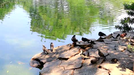 group of wild pigeons at lake shore