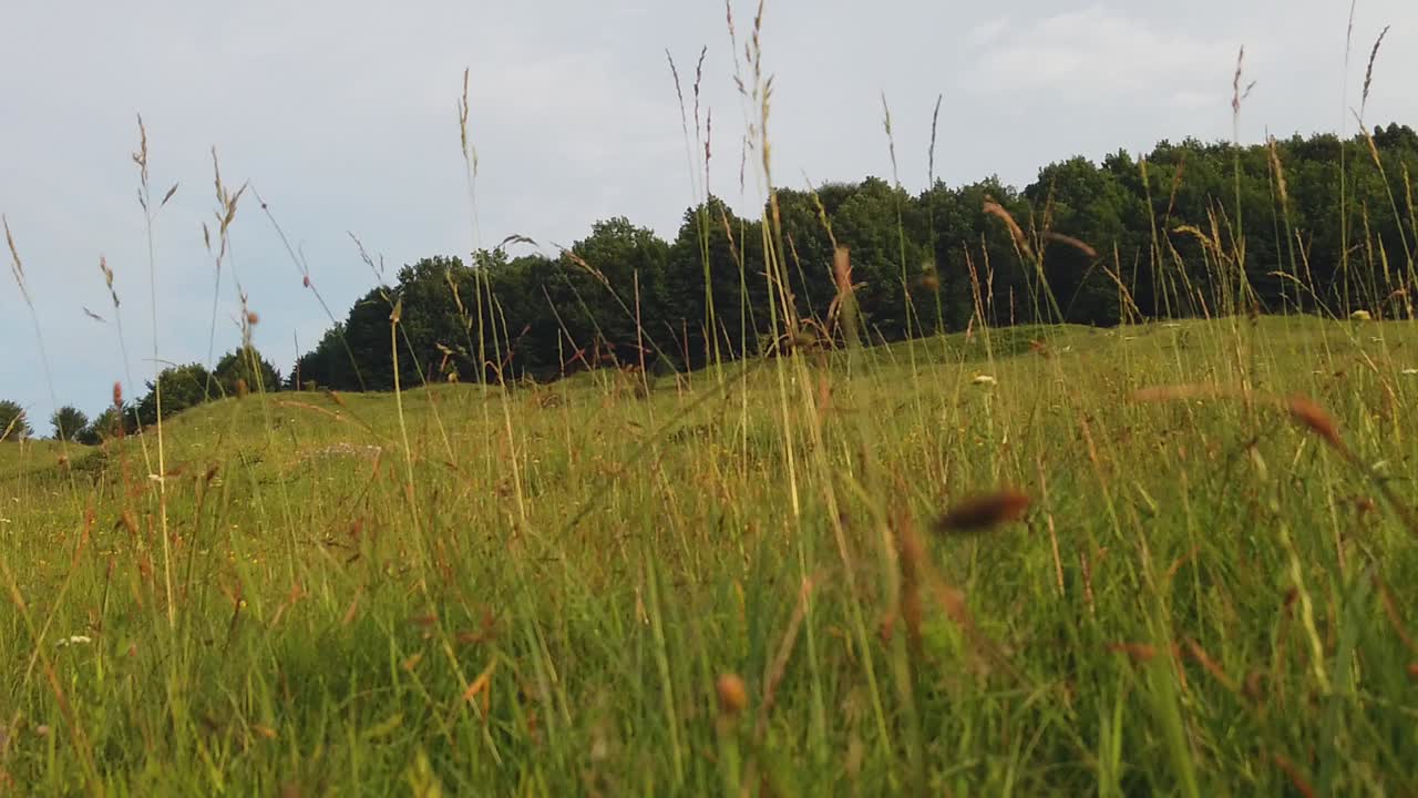 caminando a través de la hierba alta al mediodía, vista cercana y detallada