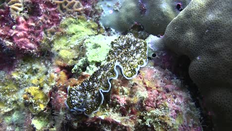 flatworm at koh tao-1