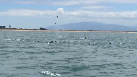 Actividades-De-Ballenas-Jorobadas-En-Monterey,-California