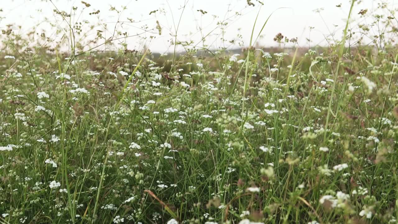 disparo de flores blancas en el campo natural