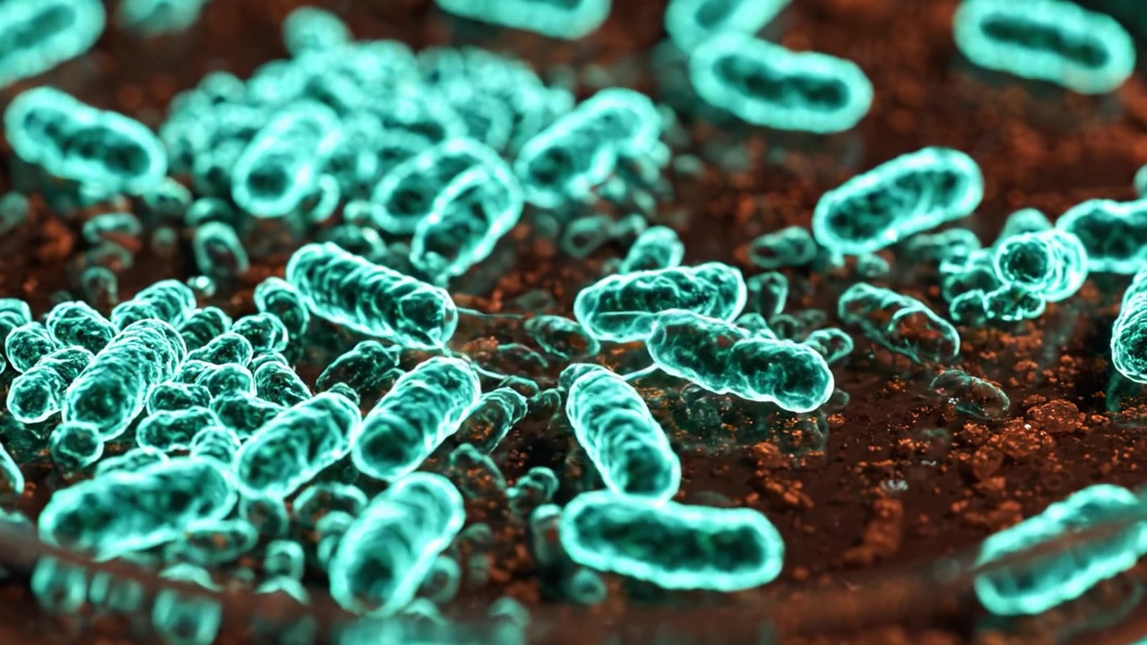 Udforskning af mikrobielt liv: Et nærbillede af bakteriestrukturer i en petriskål under fluorescerende lys