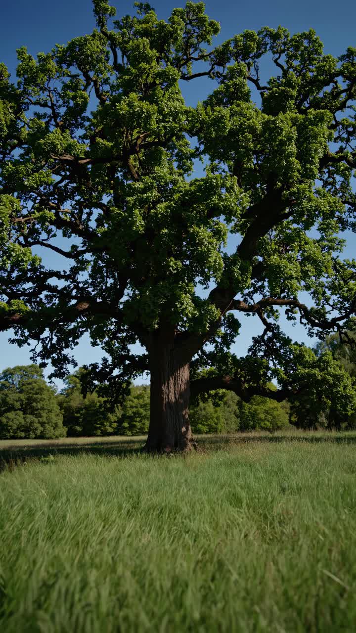 Low-angle video shot of a majestic oak tree in a lush green field, capturing the grandeur