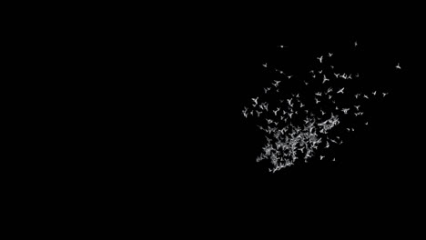 flock of birds in flight