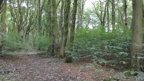 moving through woodlands trees - foliage