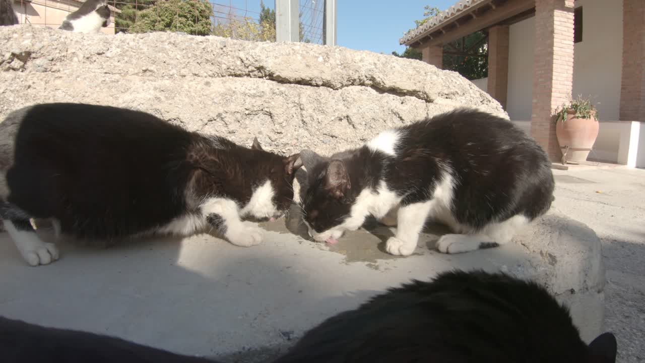 gatos pretos e brancos desesperadamente famintos comendo em um dia ensolarado