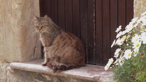 Eine-Entzückende-Kleine-Hauskatze,-Die-In-Der-Sonne-Auf-Einer-Treppe-Neben-Der-Tür-Sitzt