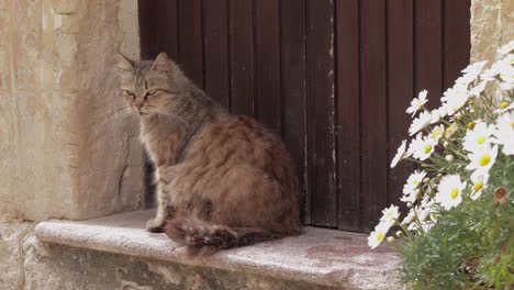 un pequeño gato doméstico adorable sentado al sol en una escalera junto a la puerta