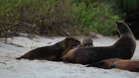 sea lion pups wander into ocean beach in galapagos - handheld shot