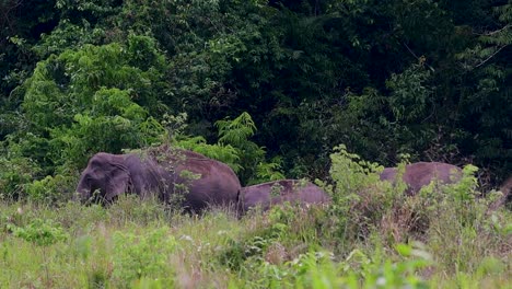 Los-Elefantes-Asiáticos-Son-Especies-En-Peligro-De-Extinción-Y-También-Son-Residentes-De-Tailandia