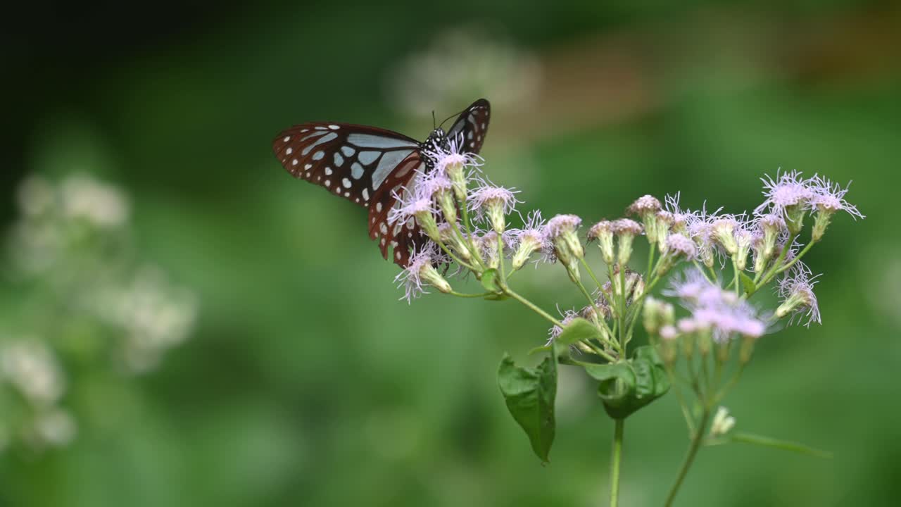 진한 파란색 유리 호랑이, ideopsis vulgaris macrina, 나비, kaeng krachan 국립 공원, 태국, 4k 영상