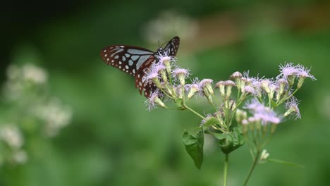 Dunkelblauer-Glastiger,-Ideopsis-Vulgaris-Macrina,-Schmetterling,-Kaeng-Krachan-Nationalpark,-Thailand,-4k-Aufnahmen