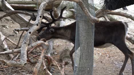 old tree trunks suspended by chain in foreground and a reindeer trying to eat bark in background - reindeers life in zoo captivity