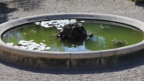 old round pond with goldfish and water lilies