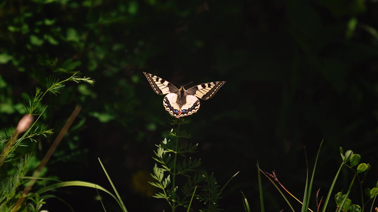 Makaonfjäril som börjar flyga från en grön växtstam. Mörk suddig bakgrund, Papilio machaon, Italien.