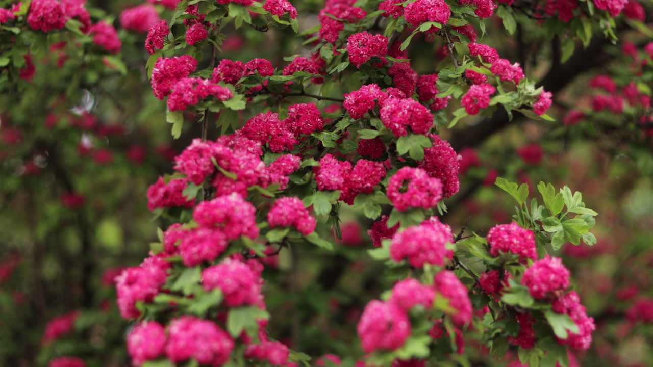 Slow tracking shot of flowering tree in full bloom with bright pink blossoms