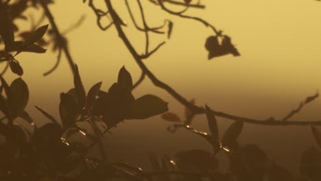 Silhouette-of-a-branch-moving-in-a-breeze-during-sunset