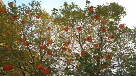 calabazas colgando en árboles de hojas verdes con la luz del sol brillando
