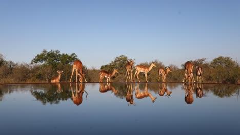 Una-Toma-Amplia-De-Una-Manada-Asustadiza-De-Impalas-Bebiendo-En-Un-Pozo-De-Agua-Que-Muestra-Su-Hermoso-Reflejo-En-La-Superficie,-Gran-Kruger