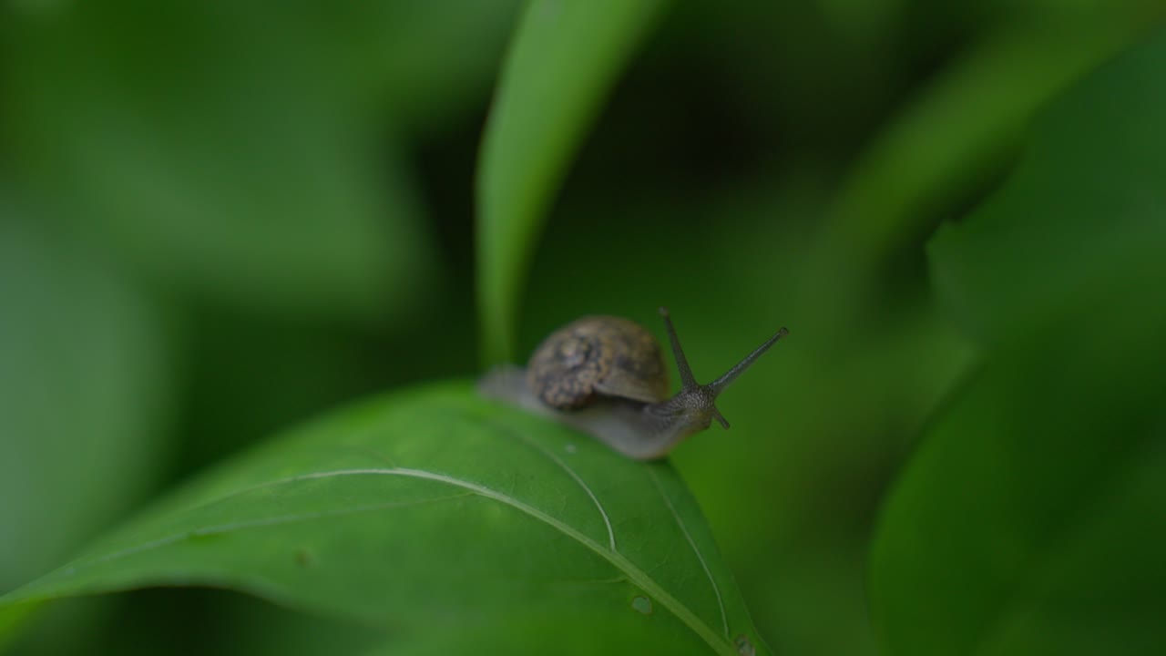 Small snail crawling on big leaves in forest with blurred background. Closeup shot.