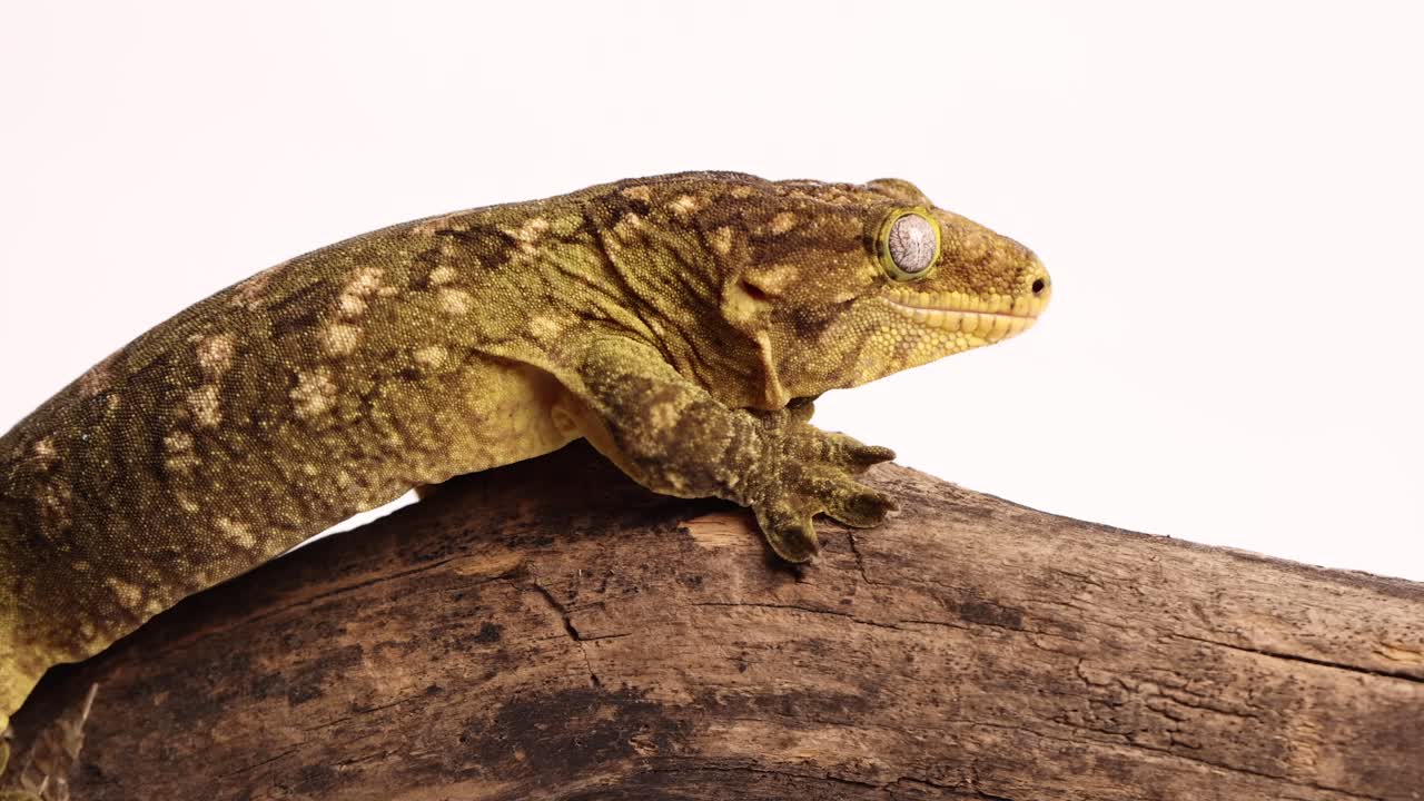 tokay gecko lame troncos de madera 120fps
