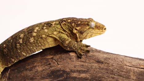 tokay gecko는 나무 통나무를 핥습니다 120fps