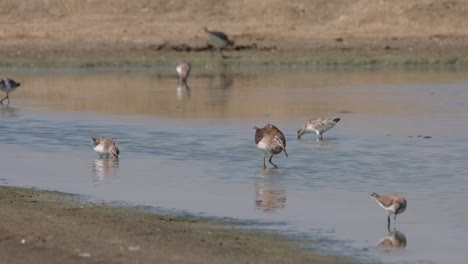 Swinging-its-bill-to-the-left-and-the-right-scouring-the-bottom-for-some-food,-Spotted-Redshank-Tringa-erythropus,-Thailand