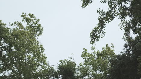 Slow-motion-wide-shot-of-trees-blowing-in-a-gentle-breeze