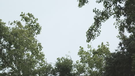 slow motion wide shot of trees blowing in a gentle breeze