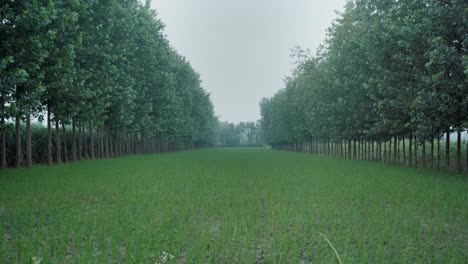 Un-Día-Nublado-Y-Ventoso-En-Una-Granja-En-El-Norte-De-La-India