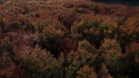 Vista-De-Drones-De-Un-Hermoso-Paisaje,-Bosque-Y-árboles---Tiro-Inclinado-Y-Tiro-De-Carro