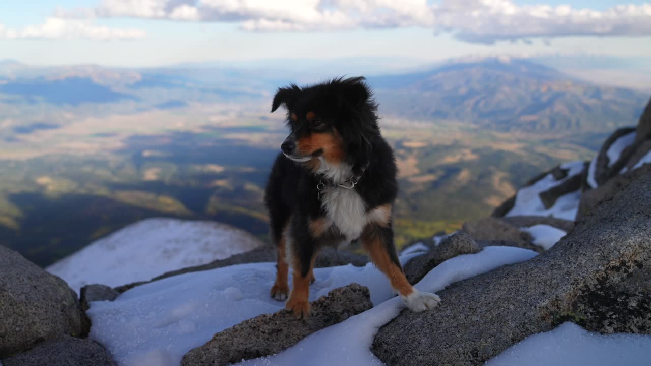 Mini Aussie dog top of summit Mt Mount Shavano Rocky Mountains evening golden hour sunset Colorado drone Elbert Huron La Plata Tabeguache Antero Peak fall autumn snow Sawatch Range static shot