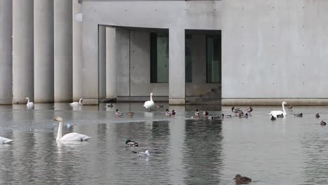 Whooper-Swan,-Cygnus-cygnus,-Greylag-Geese,-Anser-anser,-and-ducks-on-urban-lake