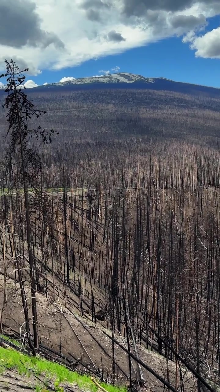 Foresta bruciata e montagne che mostrano le conseguenze di un incendio boschivo con nuova vegetazione nel Parco Nazionale di Jasper, Canada