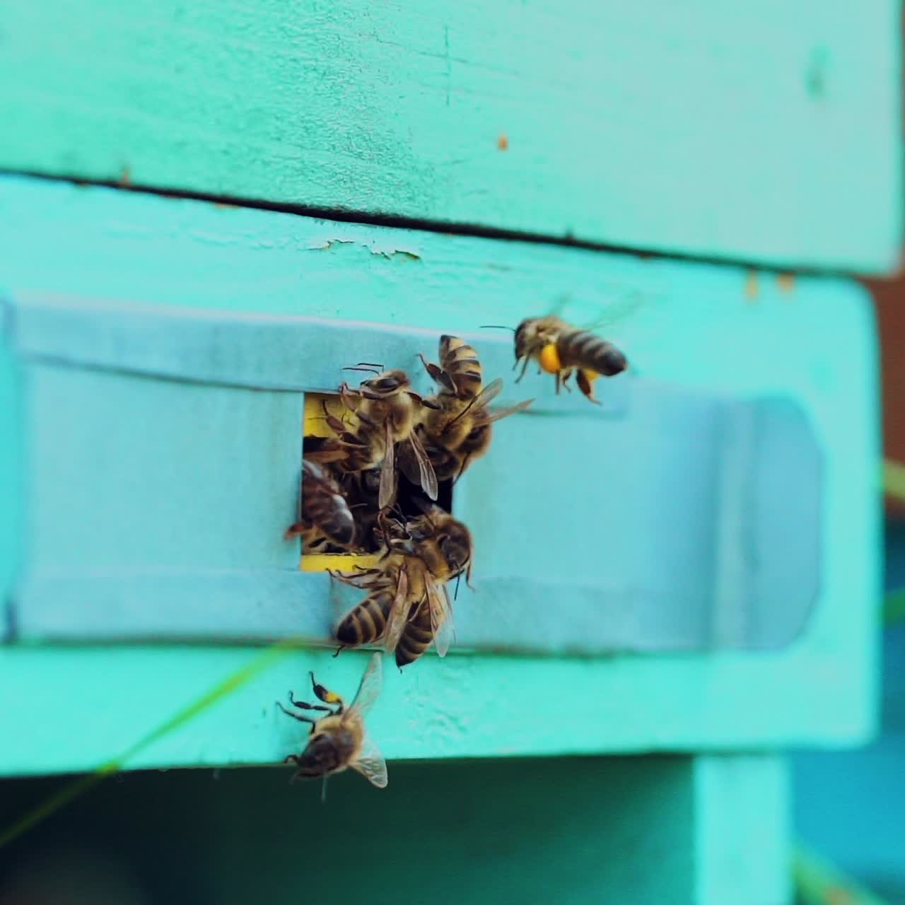 Honey bees swarming and flying around their beehive. Life of worker bees. Slow motion