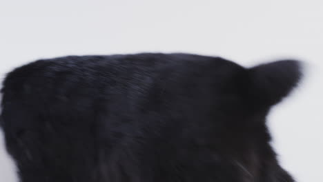 studio portrait of miniature black and white flop eared rabbit hopping across white background