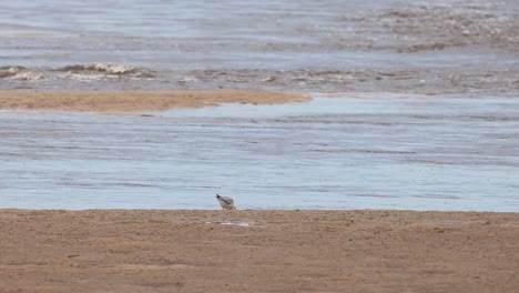 Seagull moves across wet sand, reflected in shallow water, under natural daylight, wide static shot
