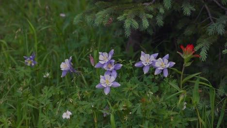 Colorado-Staat-Einheimische-Pflanzen-Wildblumen-Akelei-Natur-Indianer-Pinsel-Chicago-Becken-Nadel-Creek-Trail-Silverton-Colorado-Rocky-Mountains-Camping-Rucksackreisen-Wandern-Wiesen-Wälder-Wind-Slider