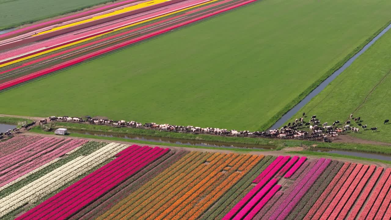 Vista aerea di mucche che si dirigono verso una latteria accanto a campi di tulipani in fiore, Olanda