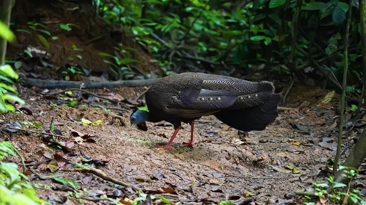 The Great Argus Pheasant, Argusianus Argus, Is Endemic In Southeast Asia. Close-up Shot