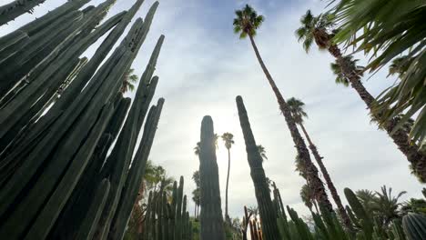Hohe-Grüne-Kaktuspflanze-Im-Tropischen-Exotischen-Botanischen-Garten-In-Marokko